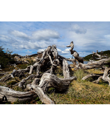 Programa Navarino Trail