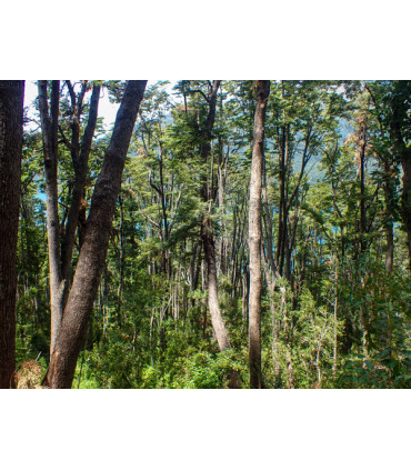 Travesía Puelo - El Bolsón + Tagua Tagua