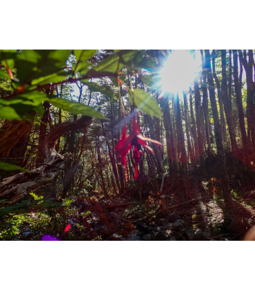 Travesía Puelo - El Bolsón + Tagua Tagua