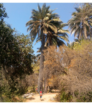 Travesía Parque La Campana: De Olmué a Ocoa