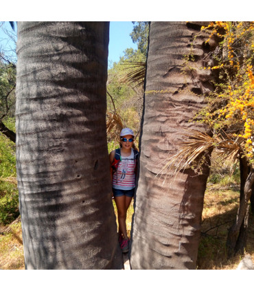 Travesía Parque La Campana: De Olmué a Ocoa