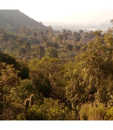 Travesía Parque La Campana: De Olmué a Ocoa