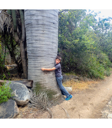 Travesía Parque La Campana: De Olmué a Ocoa