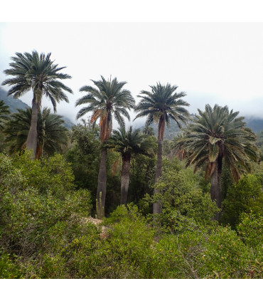 Travesía Parque La Campana: De Olmué a Ocoa