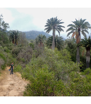 Travesía Parque La Campana: De Olmué a Ocoa