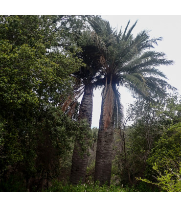 Travesía Parque La Campana: De Olmué a Ocoa