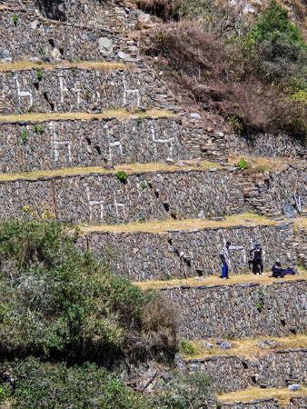 Terraza Choquequirao Llamas