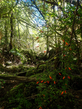 Flores en bosque