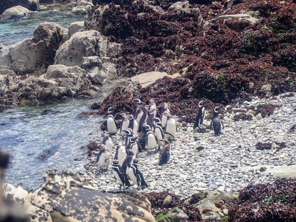 Pinguinos