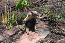 Fauna de Chapada Diamantina