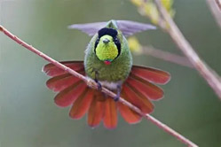 Aves de Chapada Diamantina