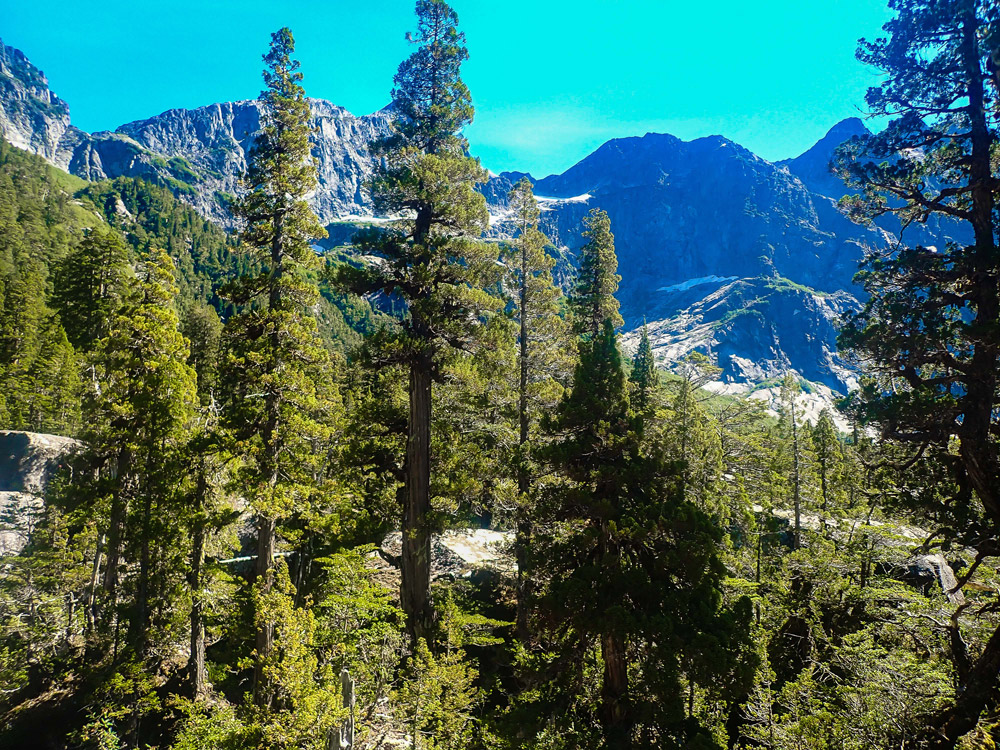 Bosques de alerces milenarios