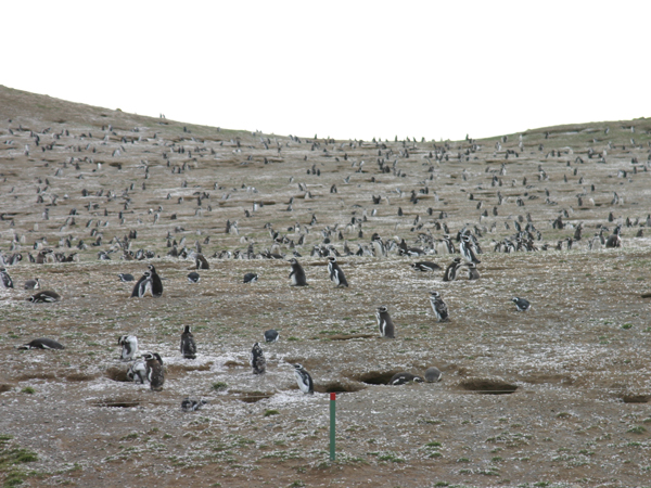 Isla Magdalena
