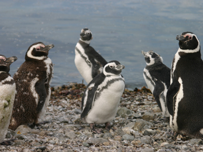 Grupo de Pinguinos