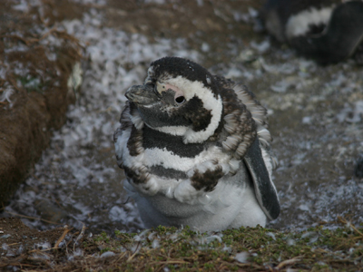Pinguino cría
