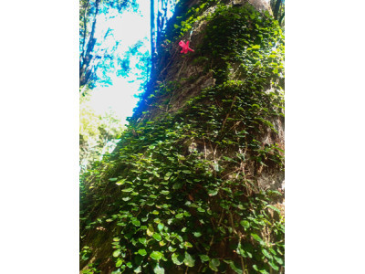Parque Tagua Tagua