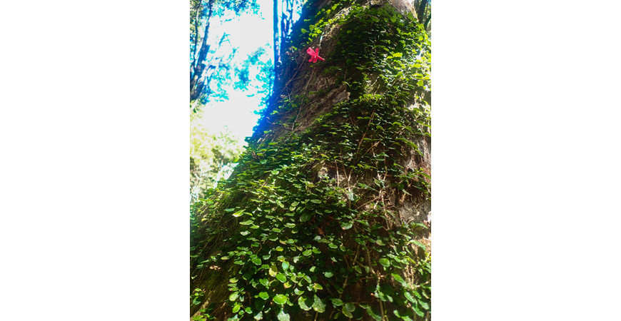 Parque Tagua Tagua