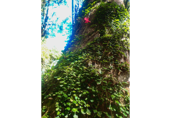 Parque Tagua Tagua