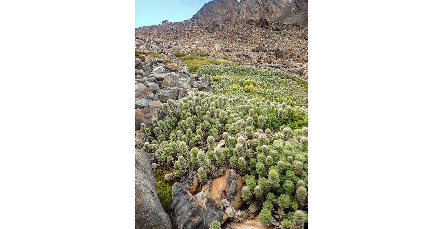 Trekking Dientes de Navarino