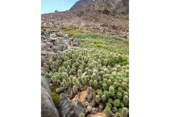 Trekking Dientes de Navarino