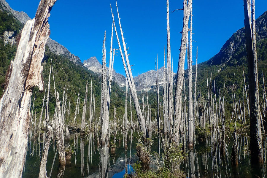 Laguna Alerce Parque Tagua Tagua